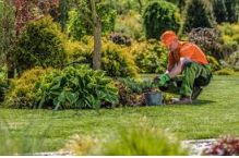Close-up view of landscape maintenance being performed on established perennial and shrub garden beds in a sunny residential yard.