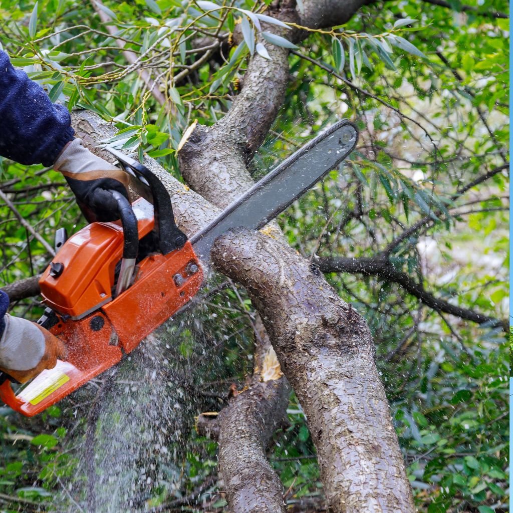 Close-up of a worker wearing safety gloves using an orange gas-powered chainsaw to cut through a thick tree branch, demonstrating professional tree removal service necessary before stump removing.